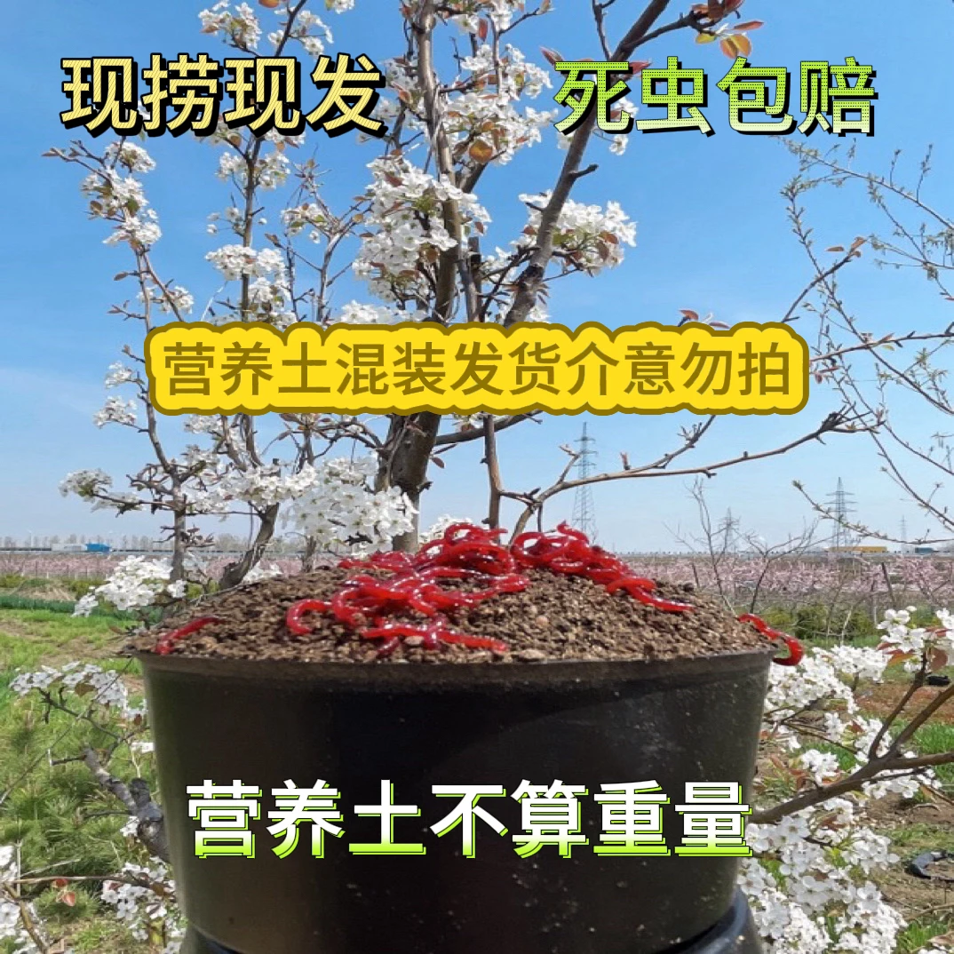 【混装红虫】鲜活特大红虫带营养土野钓黑坑钓鱼饵料活饵垂钓