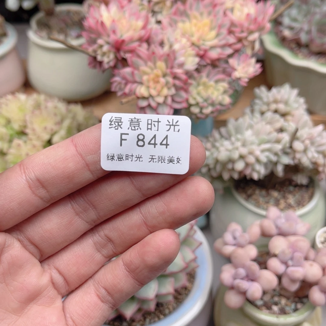 咩****844 寄养发货 羊咩咩