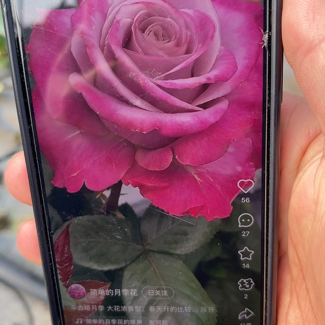 无花朵———新古塔 福利