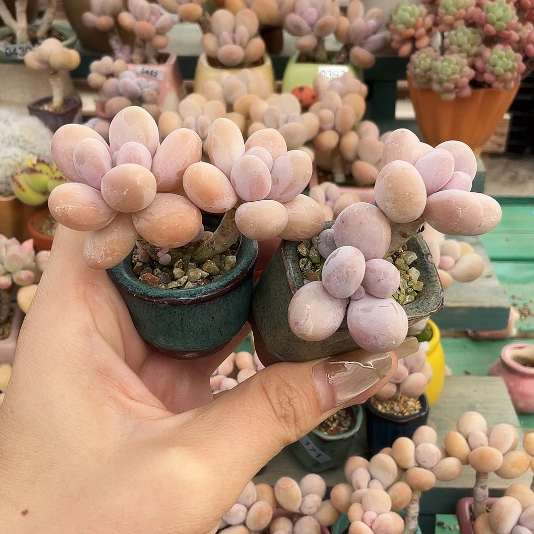 多肉植物的生长发育