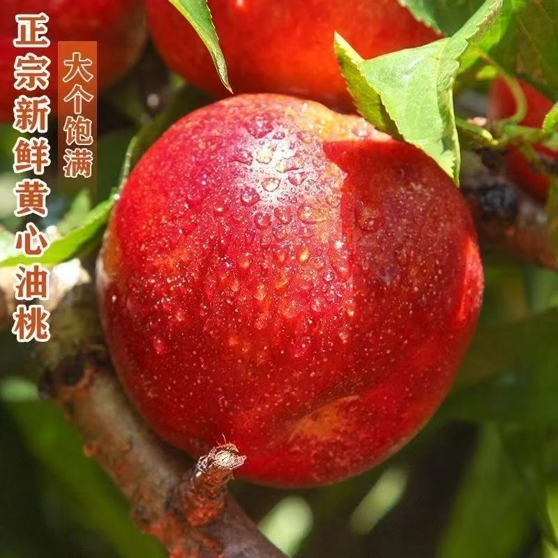 安徽砀山露天麻点黄心油桃新鲜采摘脆甜爽口果肉鲜嫩桃子新鲜水果