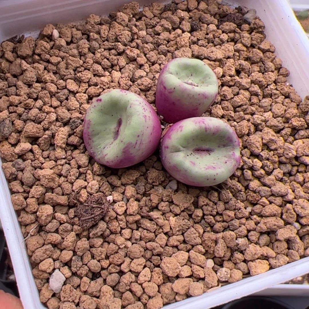 7.18小红嘴427多肉植物41