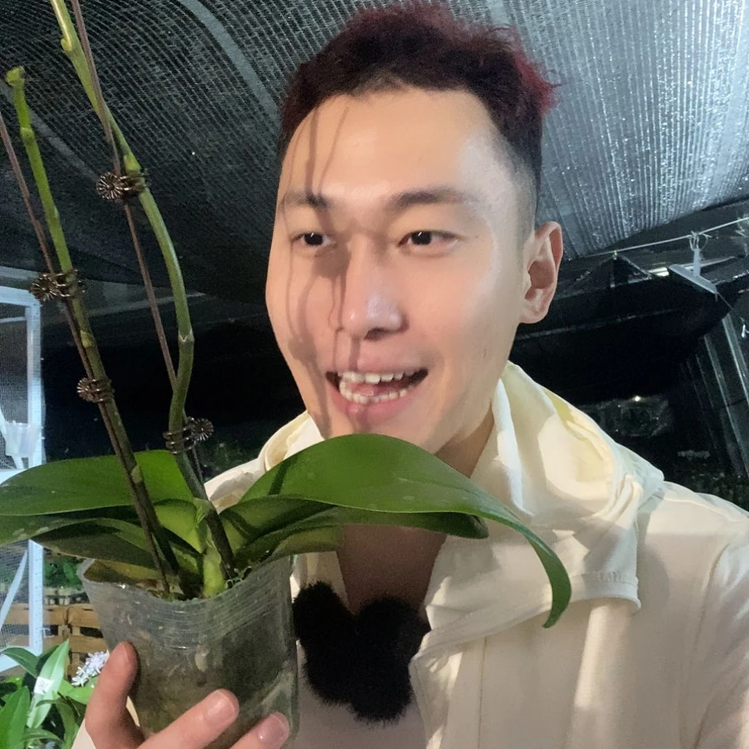 无花朵鲑鱼蝴蝶兰