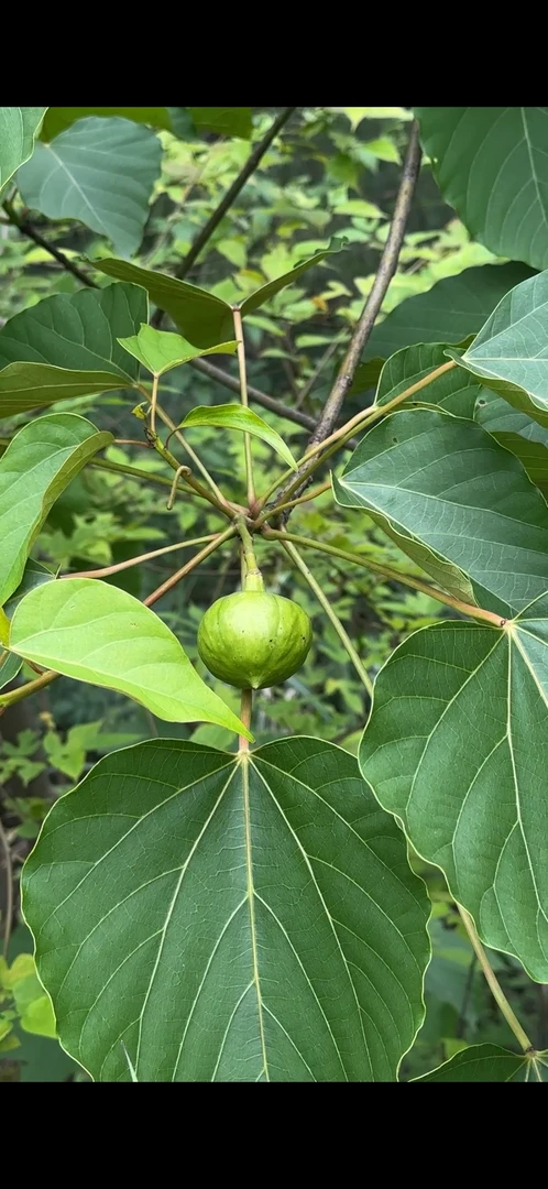 纯正油桐果土榨桐油