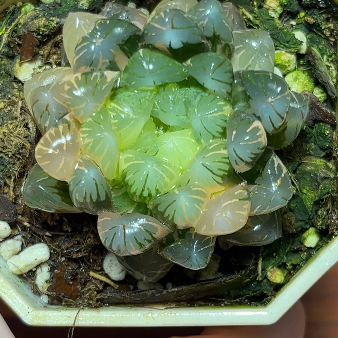 恭喜发财大吉大利507