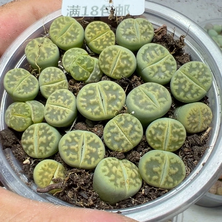 【闪购商品】 337。