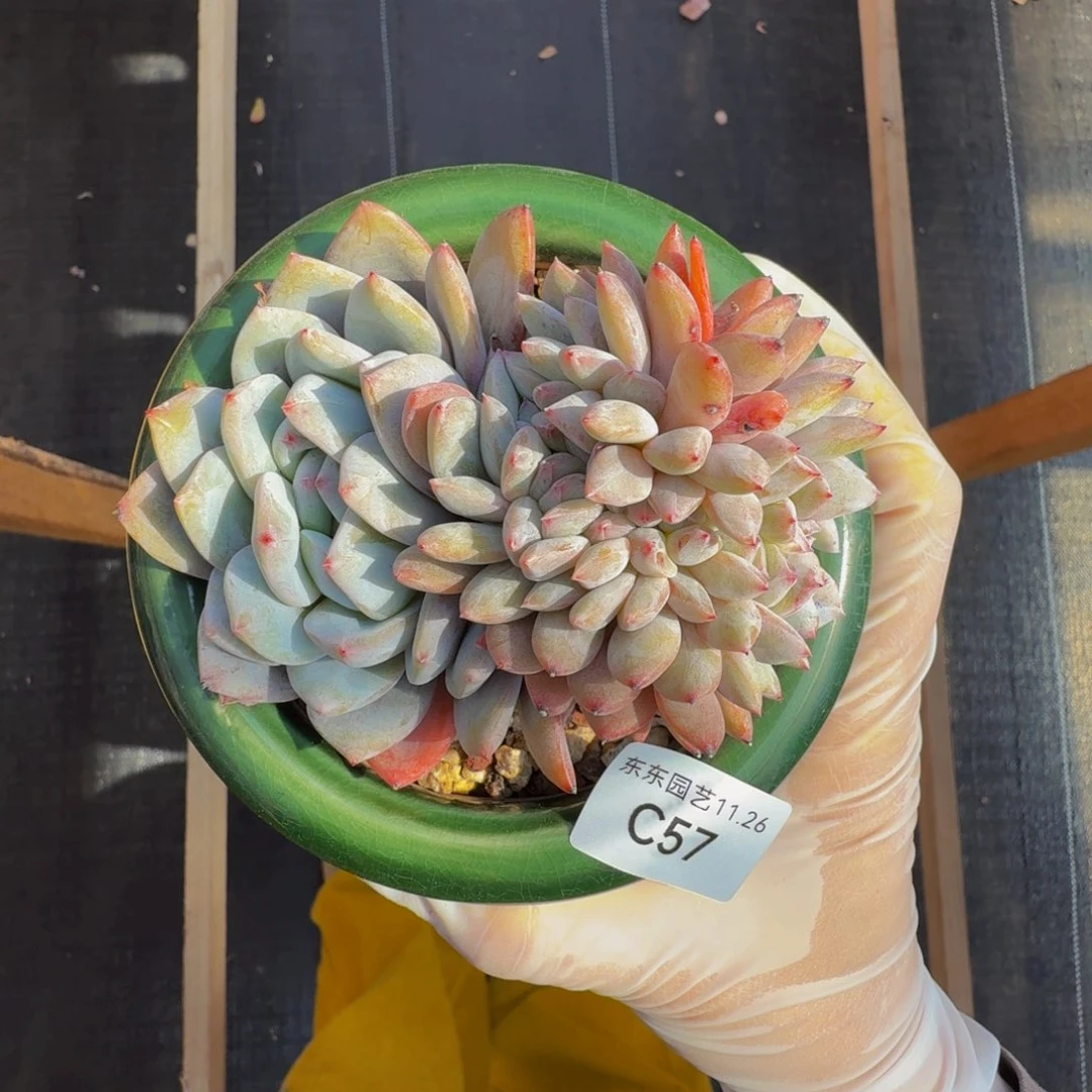 c c c c c c c c c 57