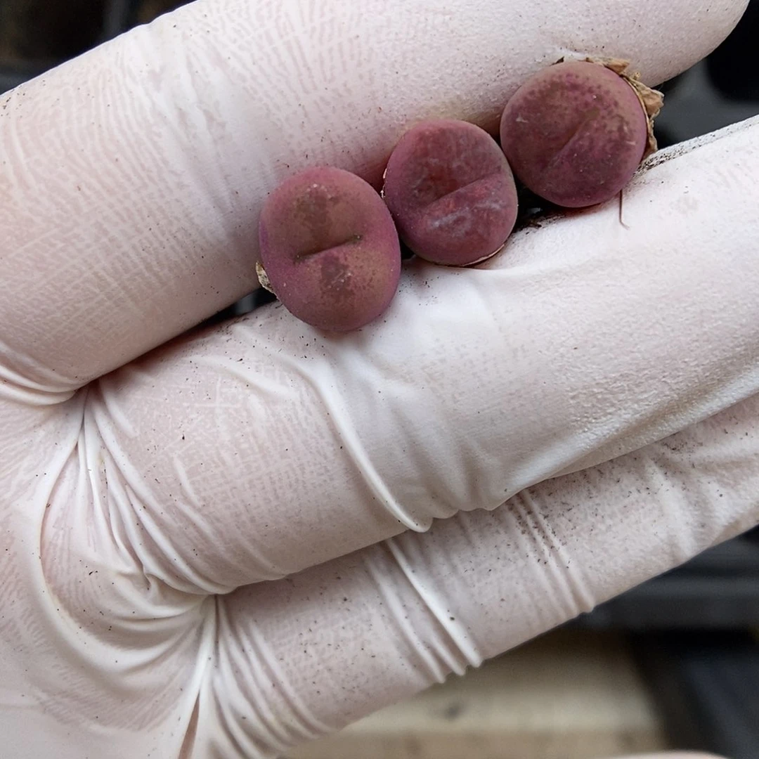 多肉植物K-2229（0.9）墨杂 三颗