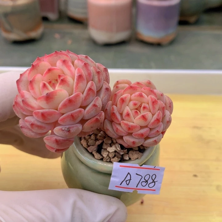 一物一拍满38包邮A788