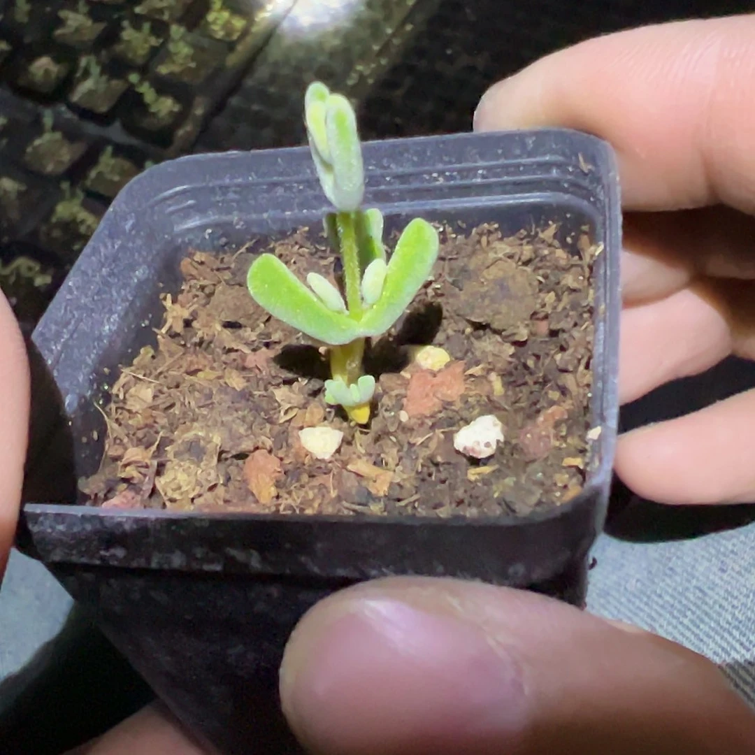 乐曲枝干55杯精品