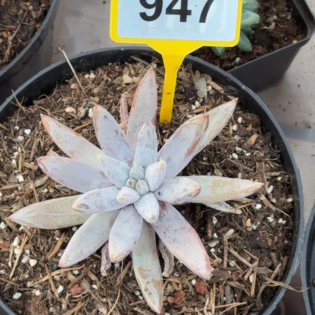 多肉植物肚里万个体大魔王947