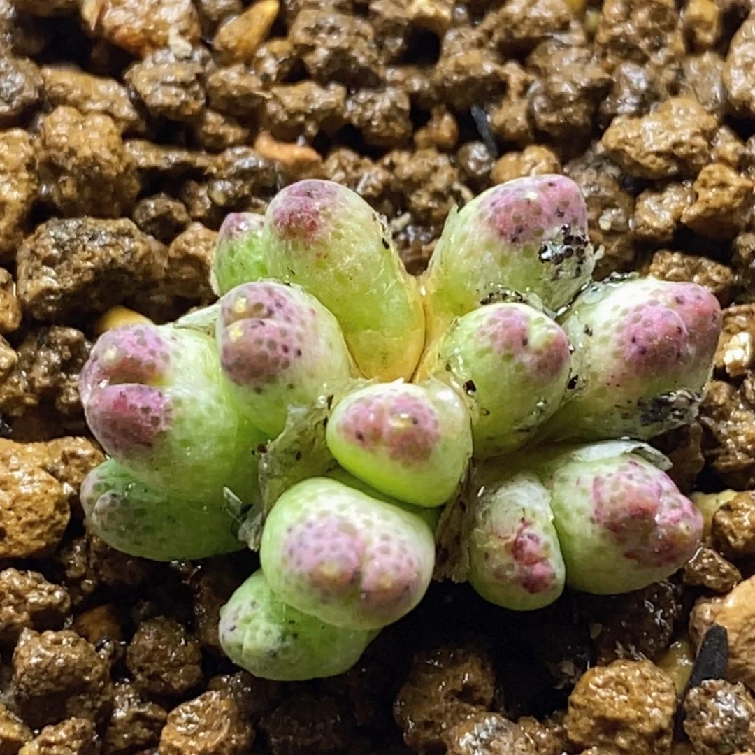 好看的1425.09龙猫bsnma