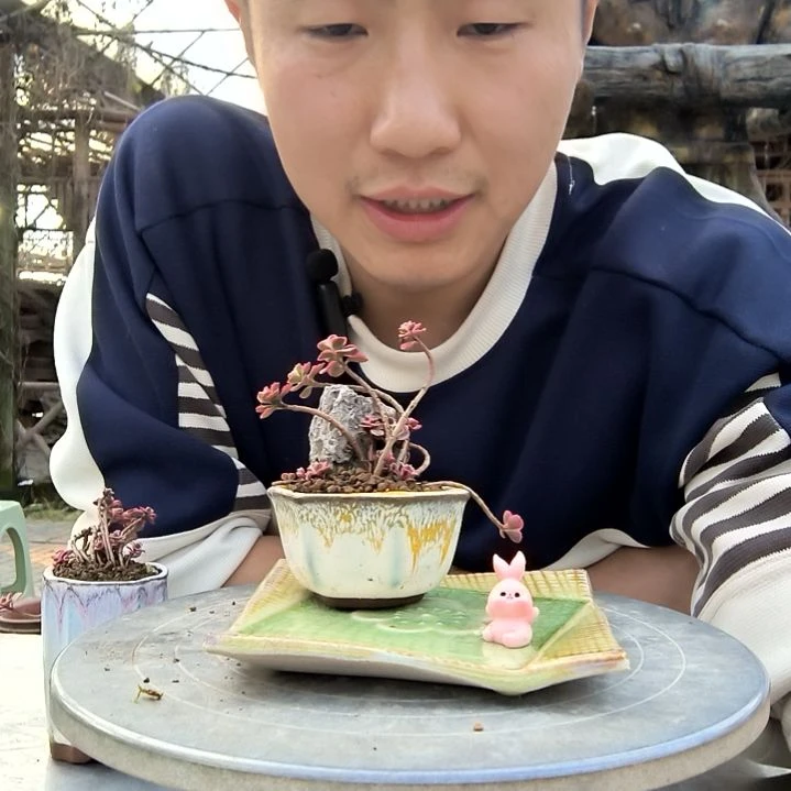 果**儿小盆景小植物一物一拍209