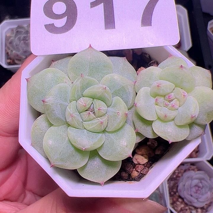 寒绯双头多肉植物