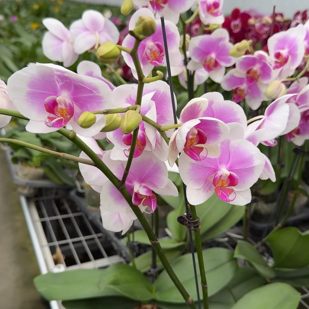 大部分开放少量花苞粉扑扑