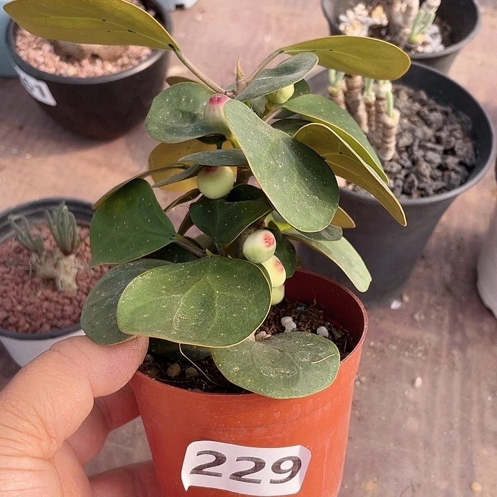 229菩提树块根植物