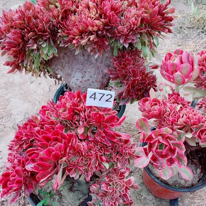 多肉植物组合472