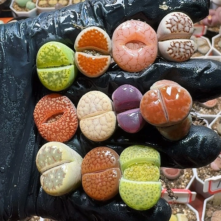 生石花111111111。   196