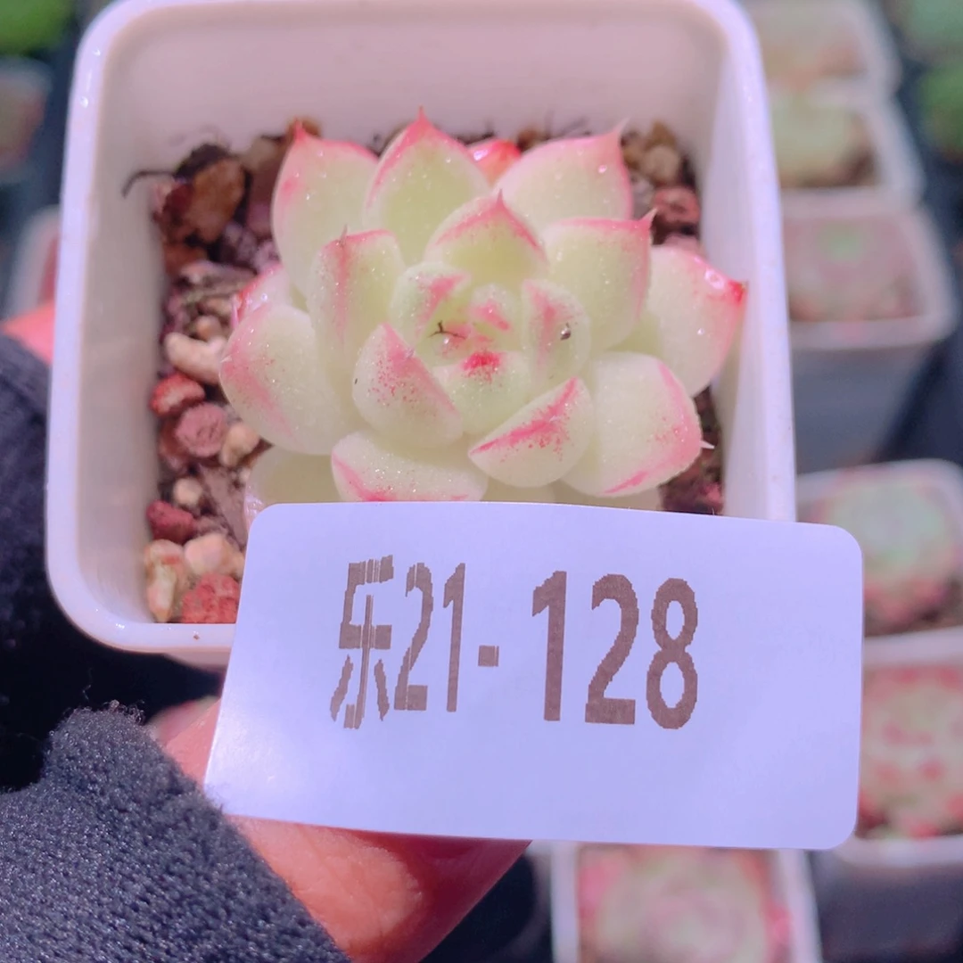 乐然21-128 麦秆单头