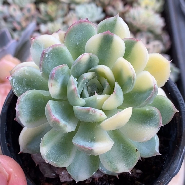 草莓冰锦锦锦锦锦锦锦锦