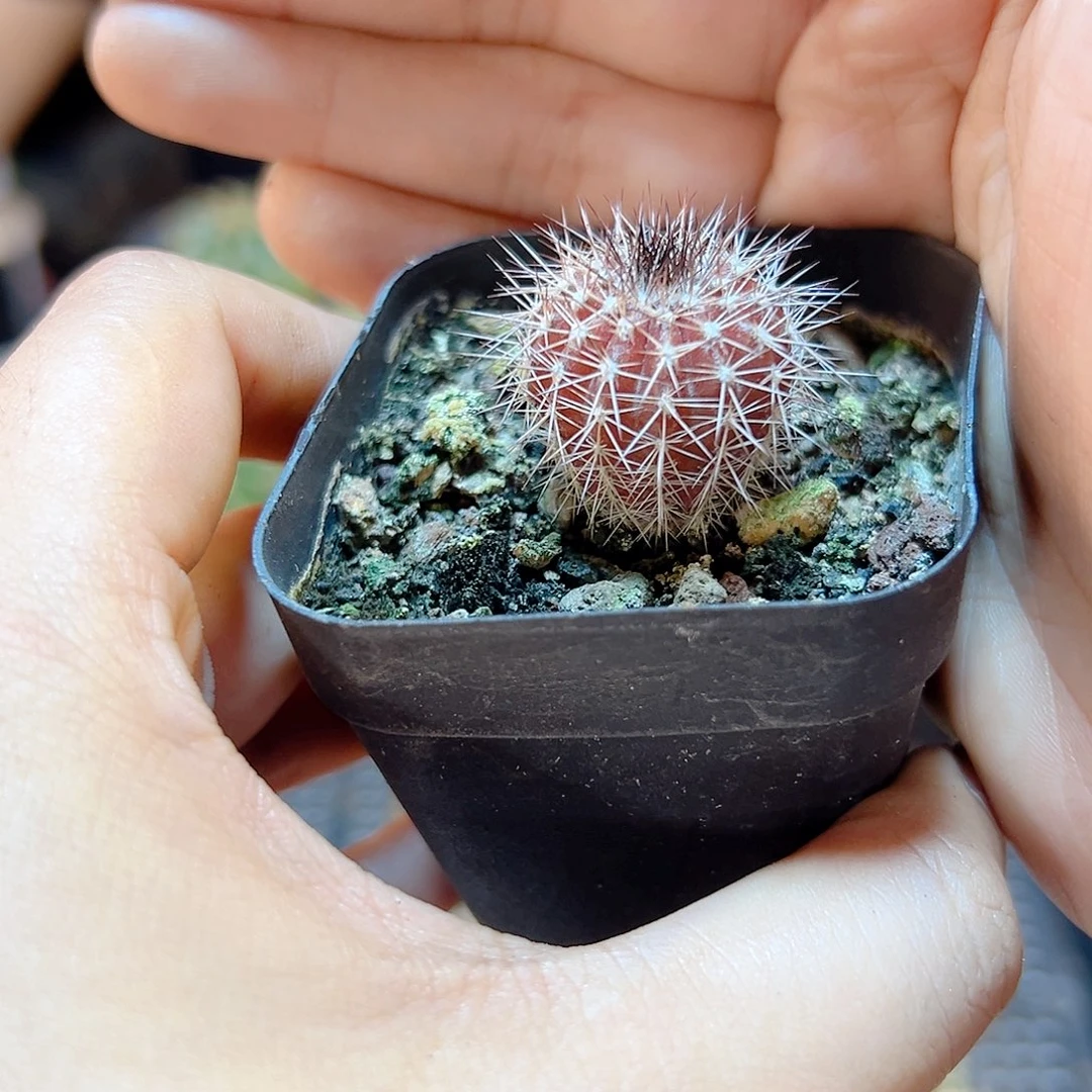 实生紫皮尤伯球含刺2公分带盆