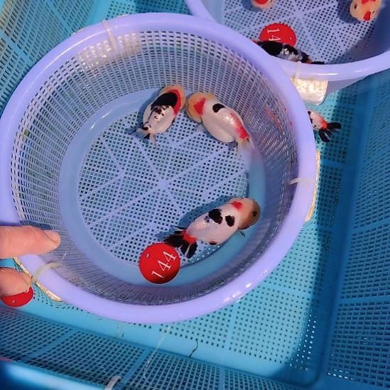 金鱼144兰寿三只特价顺丰包邮