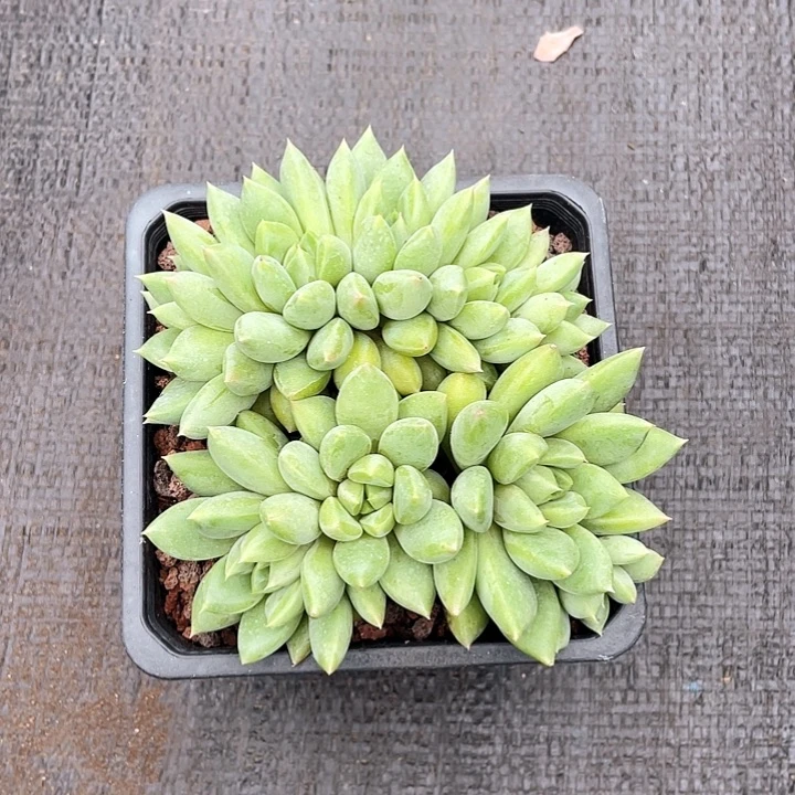 象牙朵朵缀140盆脱土发