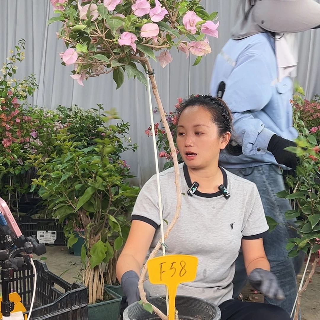 萍***当前无花栽培后可以开花F58巴西紫
