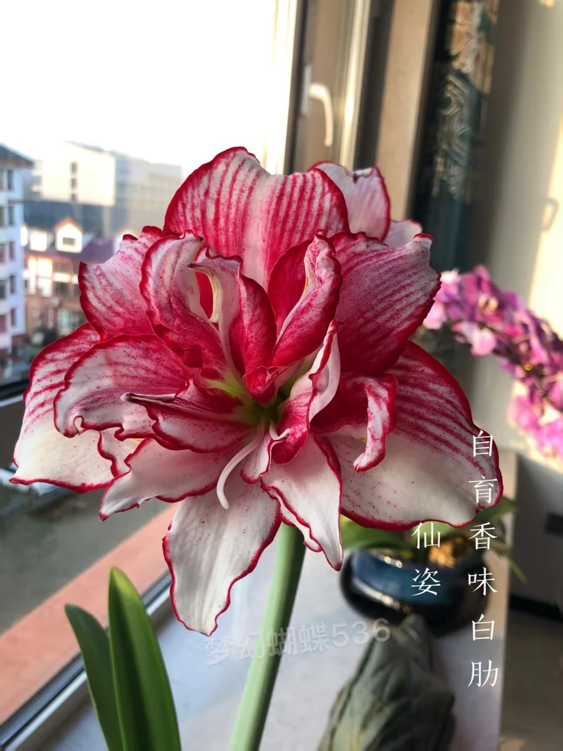 朱顶红-白肋仙姿小苗1.5厘米