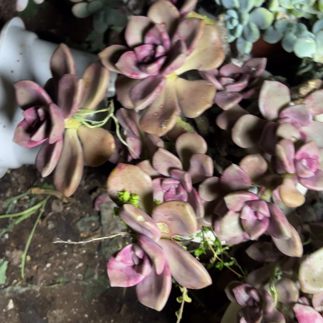 a**丸鹅肝变异多肉植物