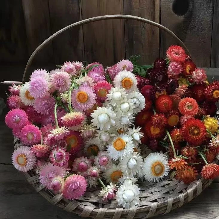 干花麦秆菊云南鲜花产地直发超长花期好养护