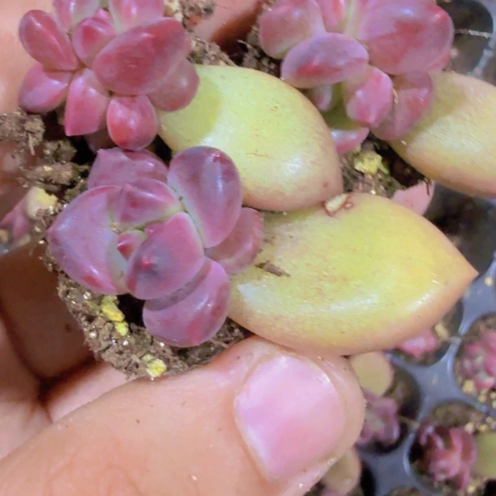 迷雾泡泡五颗一组