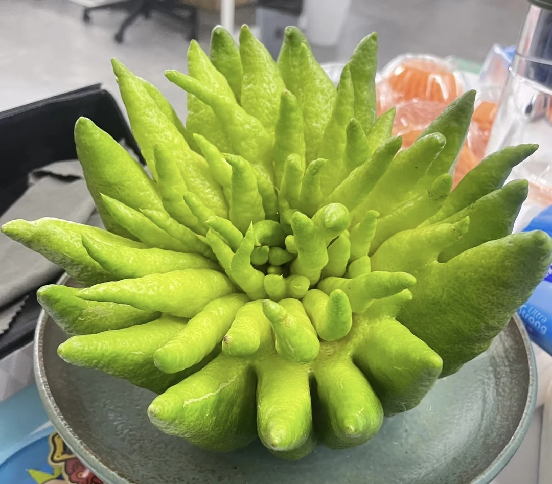 【精品佛手柑一物一拍】新鲜佛手柑观赏客厅办公室车载植物香薰6