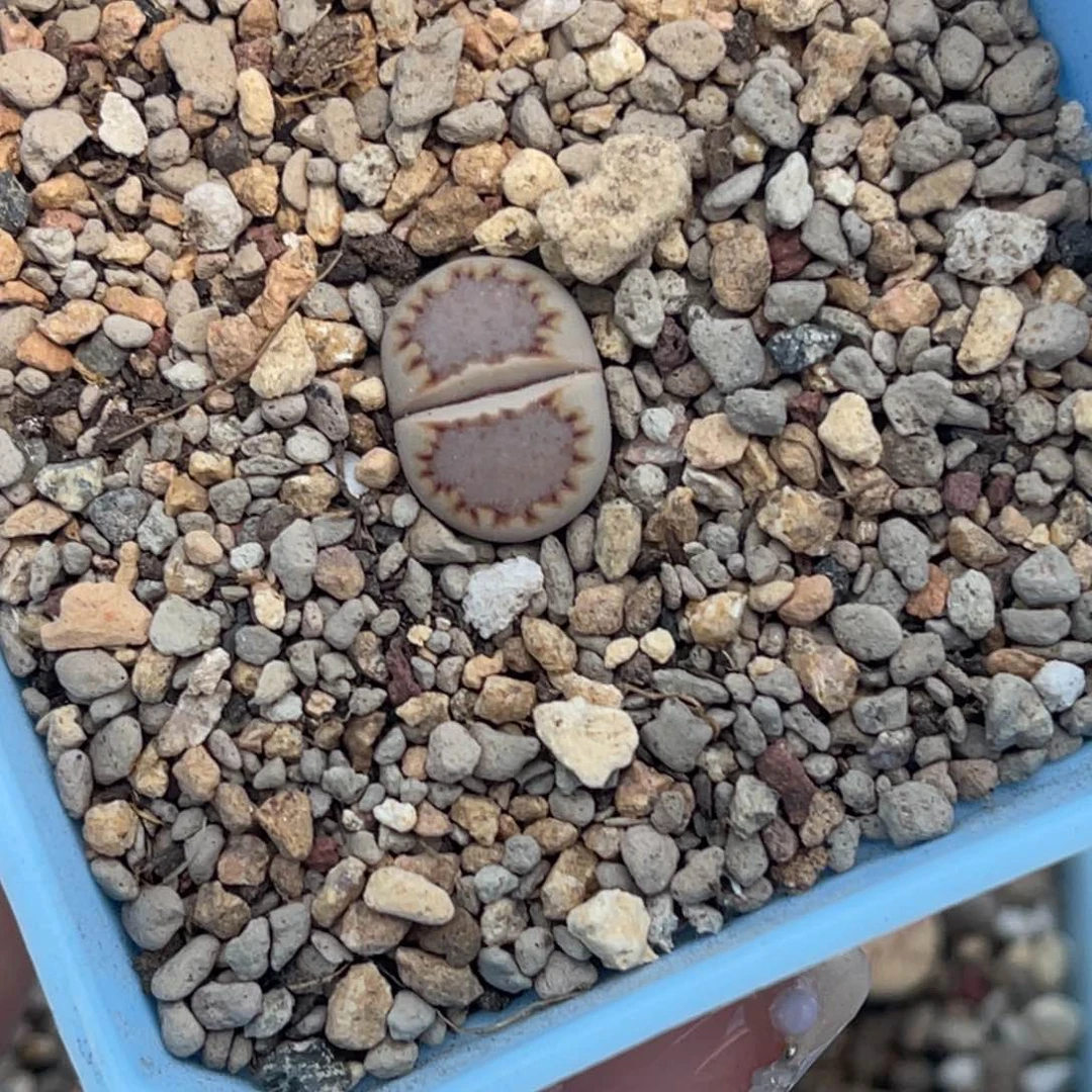 3378净窗饼干一颗尺寸1.5