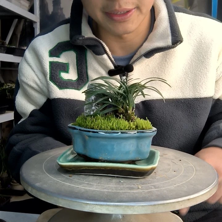 抬***朵小盆景小植物一物一拍160