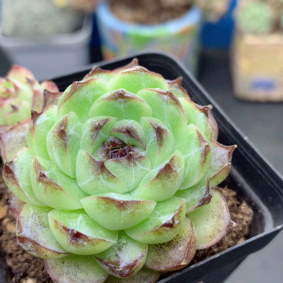 58包邮  群生不包整45