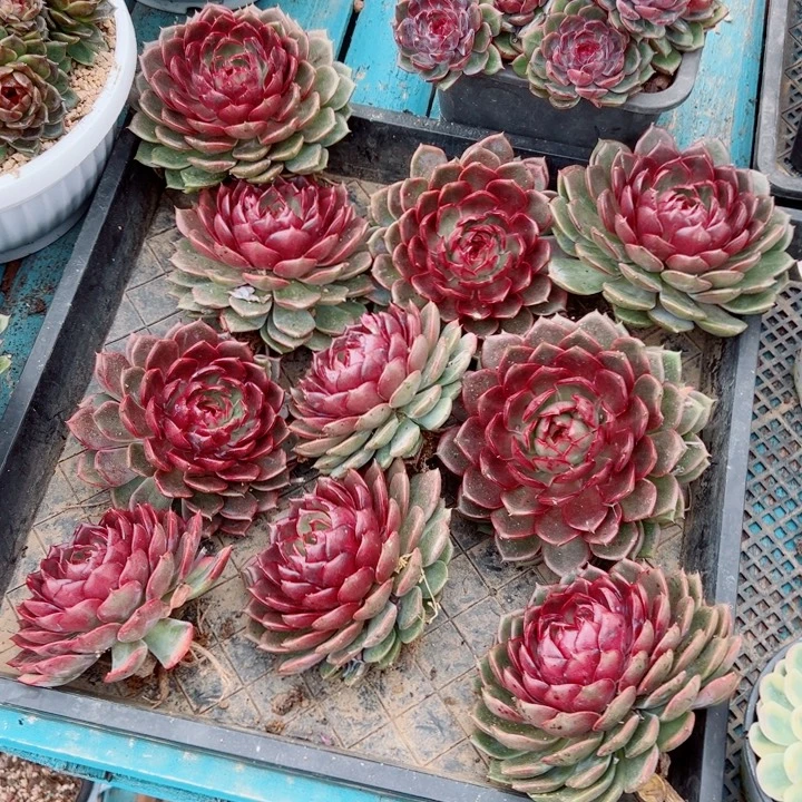 精品多肉植物老桩随机发一棵梦幻妖姬收到颜色变暗