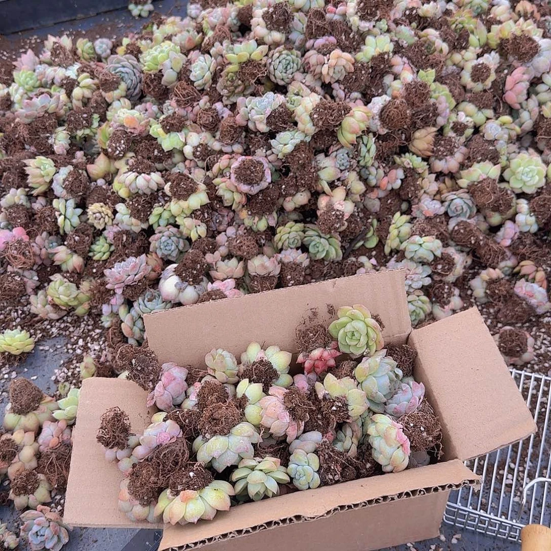 整箱保底50颗以上