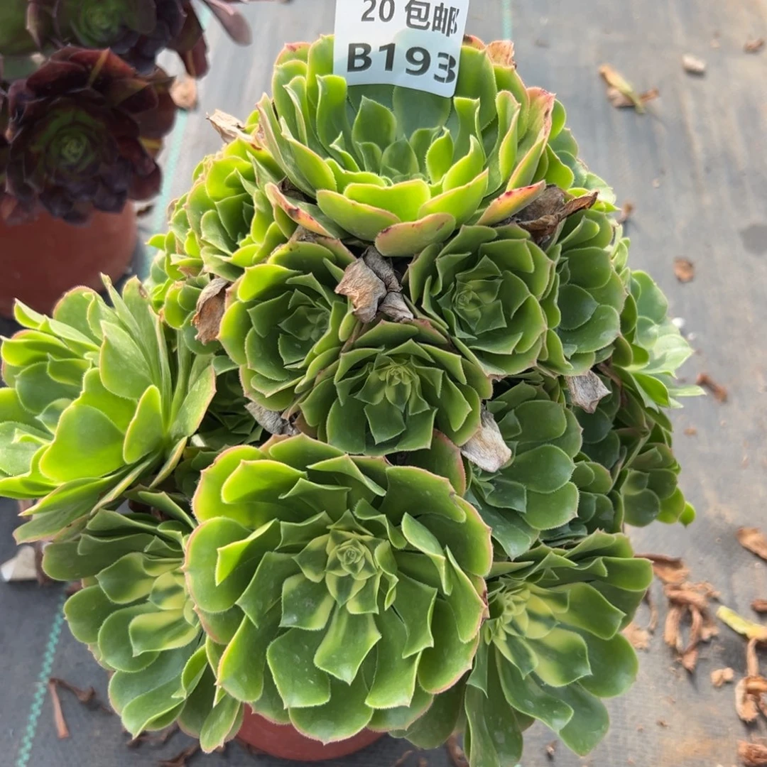 不***系193新尼亚，多肉法师