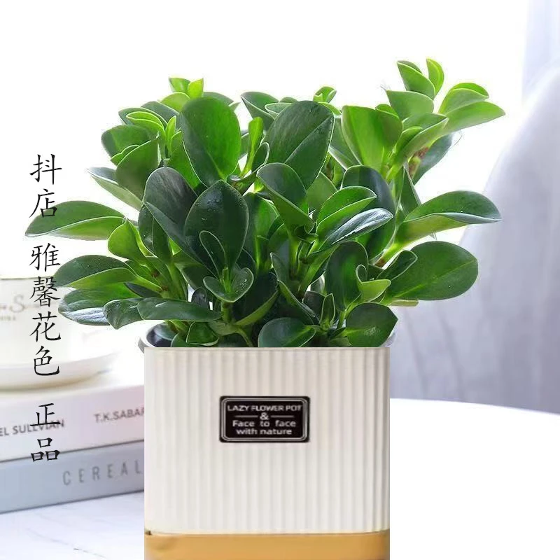 吸烟鬼花豆瓣绿青叶碧玉室内盆栽水培花卉绿植吸甲醛植物陶瓷家居