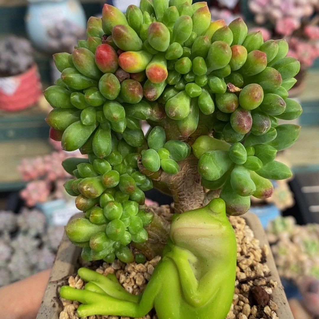 547！春萌缀化8？厘米