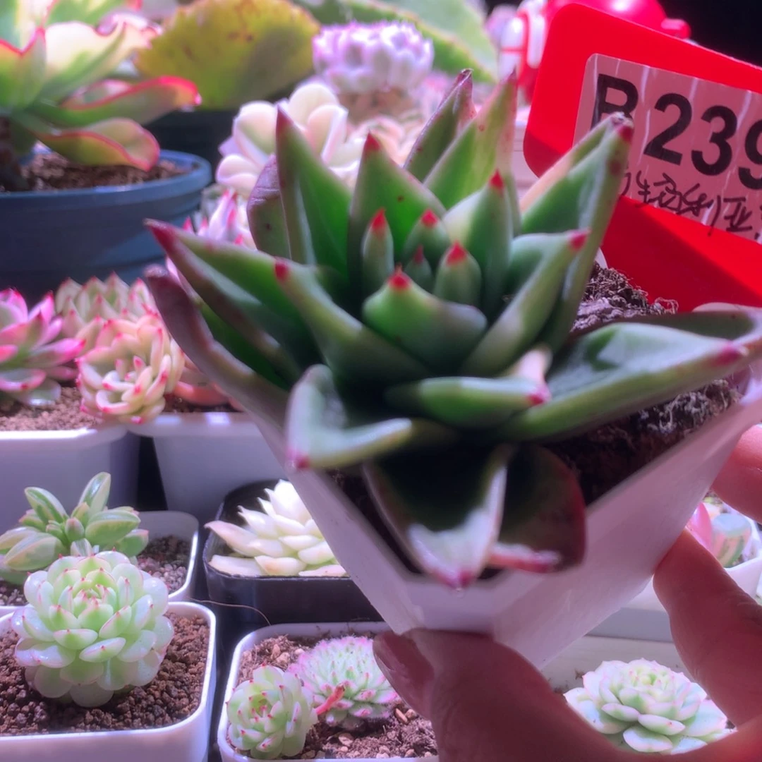 野生玛利亚拉丝锦有根