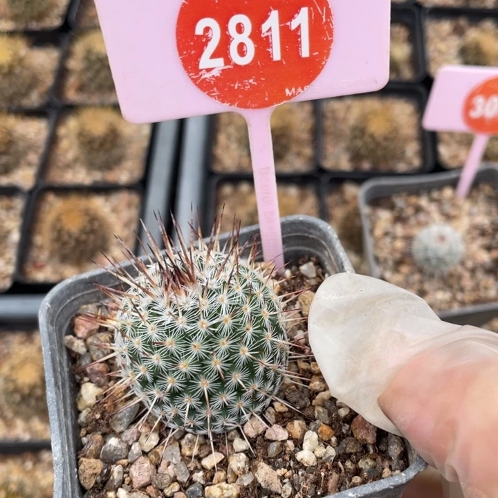 猫***咖实生白丸2811000000000