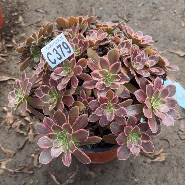 金丝缕……多肉植物……