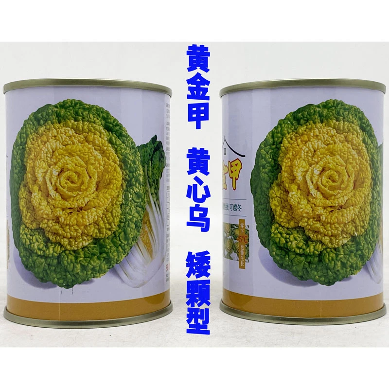 黄金甲 黄心乌菜种籽高产耐寒耐冻矮颗黄芯乌塌菜种子40克原装