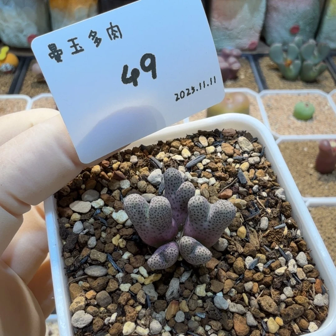 蛋***蛋多肉多肉多肉11.11-049