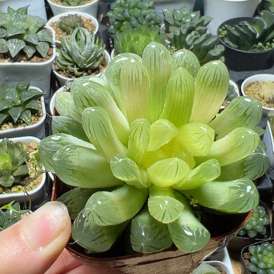 琥珀玉露多肉多肉一颗