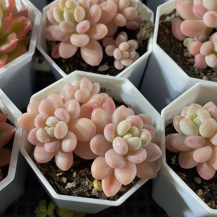 八角盆鱼子酱带盆土发