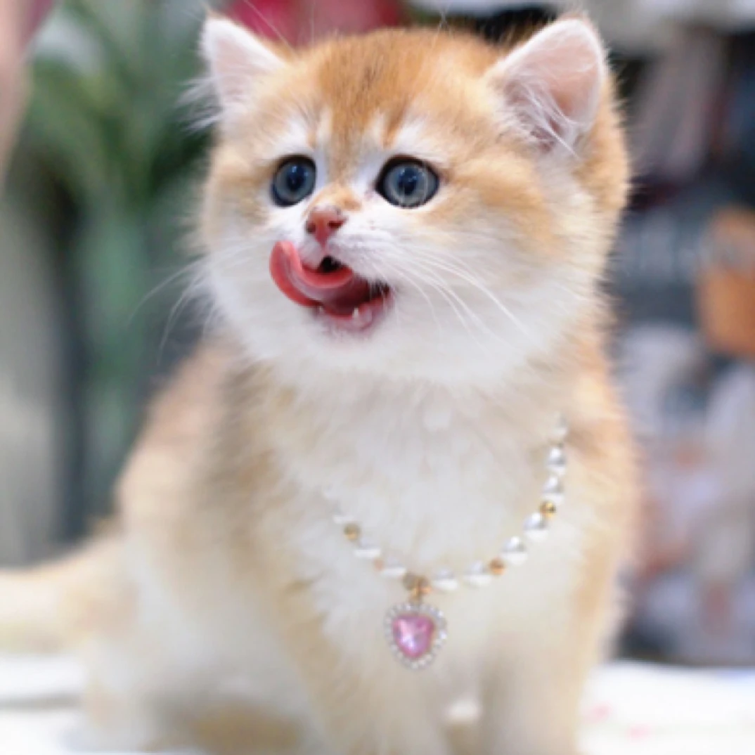 超可爱猫猫专属链接猫咪宠物活体一猫一拍