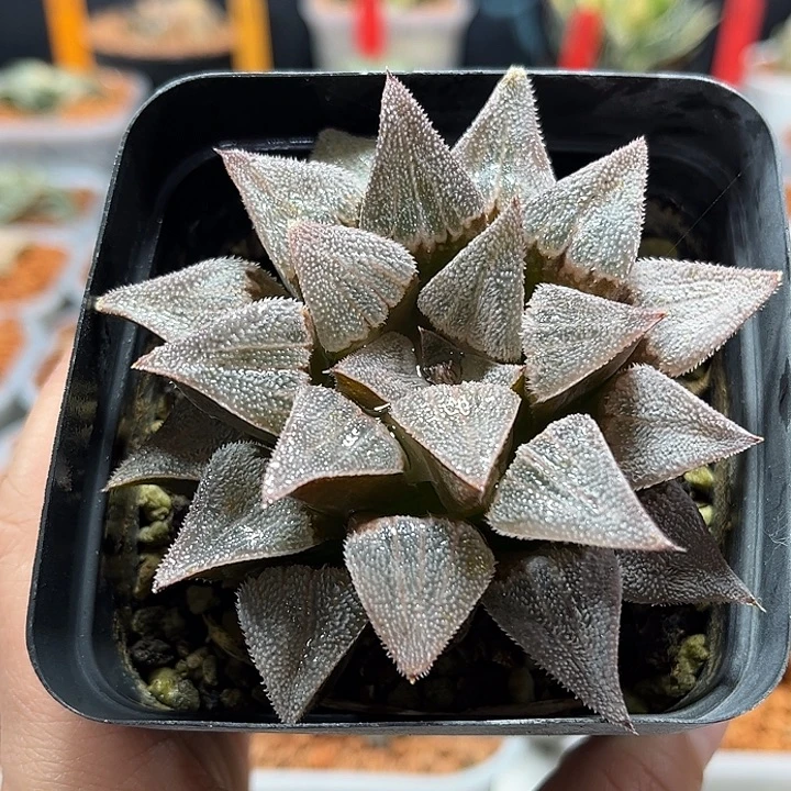 十二卷多肉特毛羽